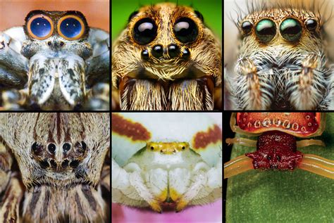 Meet The Families A Field Guide To Spiders Of Australia Csiroscope
