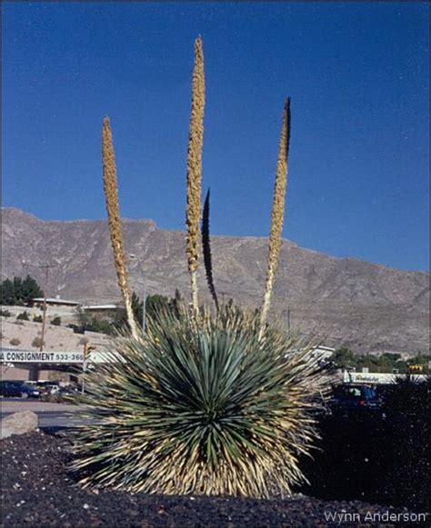 Ask at your local nursery for the types of plants that have. Chihuahuan Desert Plants: Dasylirion wheeleri