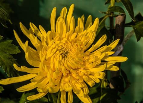 13 Different Types Of Chrysanthemums Plus Planting Tips And Health