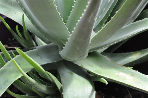 Anyway, this aloe is pretty easy to find, since altman grows it and sells it through two prominent big box store in the u.s. Are Succulents Plants Hardy? 10 Varieties That Will ...