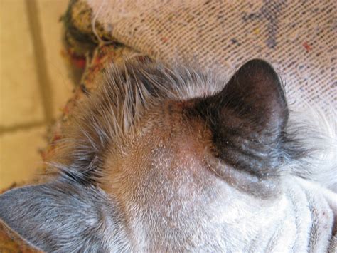 Is skin the cat exercise considered as training for back lever ? Cat has crusty sores on his skin. | Ask A Vet