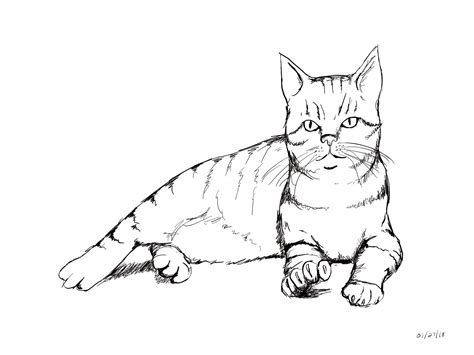 Шотландская прямоухая кошка рисунок карандашом 11 фото