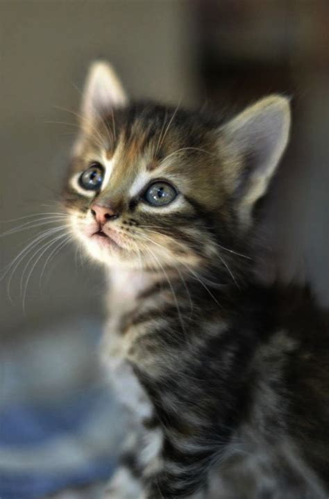 Find lovable cats or baby kittens for sale that you've searched for online at your nearest animal shelter or rescue group for a reasonable adoption fee. Kittens And Puppies For Adoption Near Me both Kittens For ...
