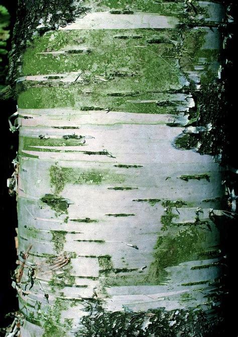 White Bark Of The Silver Birch Tree Photograph By Dr Jeremy Burgess