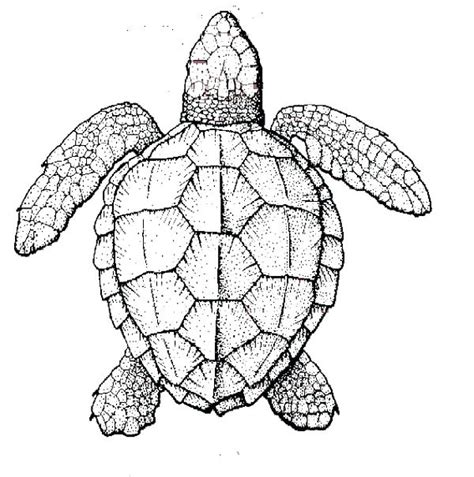Check spelling or type a new query. Snapping Turtle Coloring Pages at GetColorings.com | Free ...