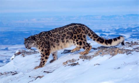 Protecting Snow Leopards In The Face Of Climate Change Stories Wwf