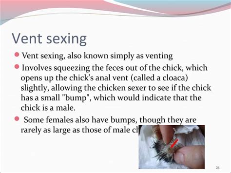 Chick Grading And Sexing Ppt