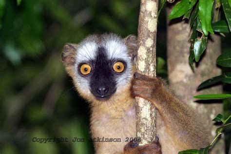 Lemur For Sale South Africa Amira Melancon