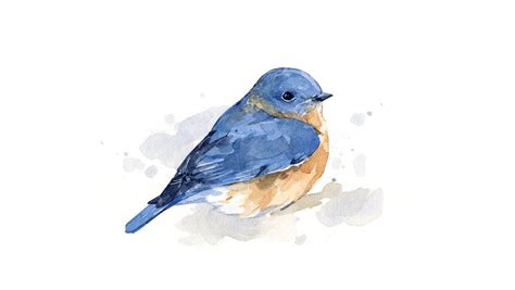 Bluebird Watercolor Blue Bird Art Bird Watercolor Paintings Bird Art
