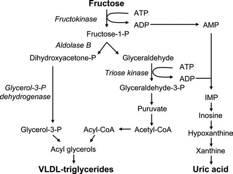 Fructose And Chronic Health Problems Is Fructose A Key Player
