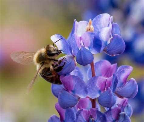Native Bees Are Bluebonnets Best Buds