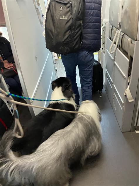 por qué viajaron 25 perros en la cabina de un vuelo de avianca desde brasil la aerolínea