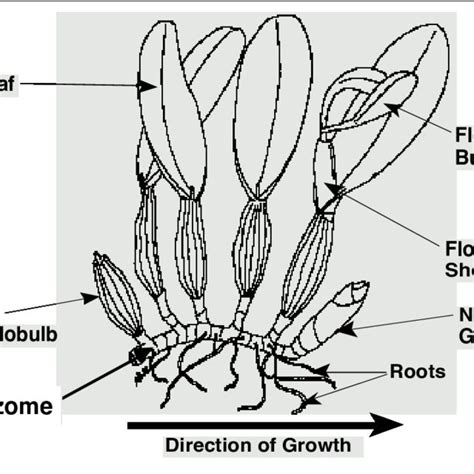 Orchid Flower Anatomy Cattleya Orchid Download Scientific Diagram