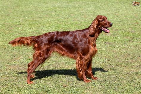 Irish Setter Dog Breed Information Buying Advice Photos And Facts