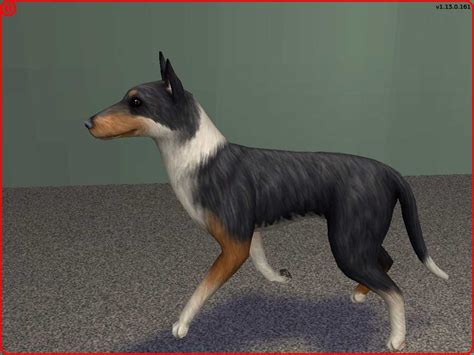 Mod The Sims Smooth Collie