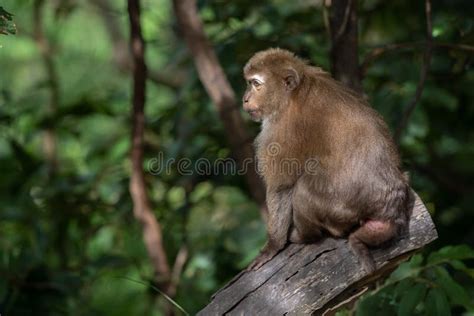 A Cute Monkey On The Tree Monkey Climbing Tree Stock Photo Image Of