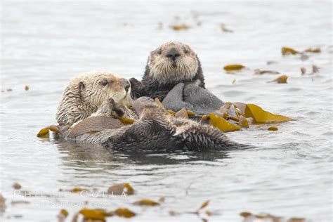 Sea Otter Enhydra Lutris Morro Bay California 20439