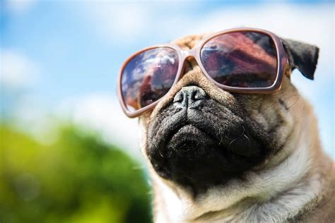 Black Frame Pet Puppy Uv Protection Dog Glasses Goggles Sunglasses
