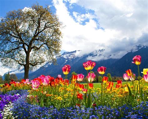 Switzerland Flower Wallpapers Top Free Switzerland Flower Backgrounds