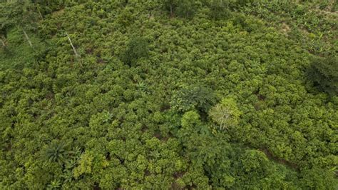 Cocoa Agroforestry A Win Win Production Activity For Resilient Food