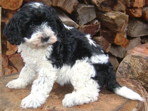 Borderdoodle, keeper pups 2 канала safari doodles. Labradoodle Puppies For Sale | Texas 249, TX #251151