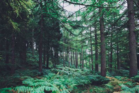 Free Stock Photo Of Environment Forest Forest Background