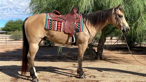 Steve Wolfe Performance Horses Aqha Buckskin Horse For Sale Youtube
