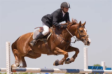 Qual A Diferença Entre Hipismo E Equitação Criação De Cavalos