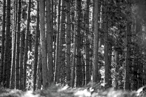 Pine Forest Photograph By Darrell Hutto Fine Art America