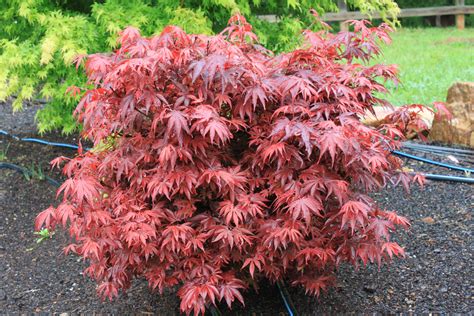 Japanese Maples For Sale Near Me - conejisho