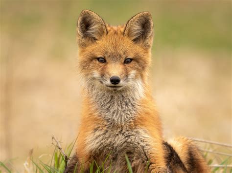 Desktop wallpaper cute, red fox, predator, hd image, picture ...