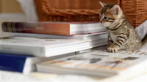 Kitten Is Sitting Near Books Hd Animals Wallpapers Hd Wallpapers Id