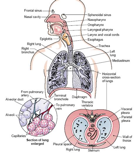 Respiratory System Labeling Anatomy