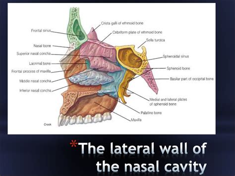 Clinical anatomy of the head - презентация онлайн