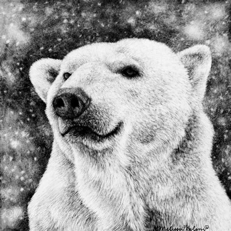 Polar Bear Pencil Sketch