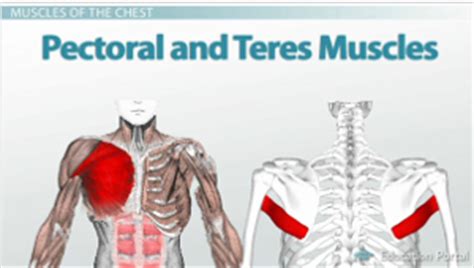 This area of the chest has attachments at the clavicle and the humerus or upper arm bone. Function & Anatomy of the Muscles of the Chest and Abdomen - Video & Lesson Transcript | Study.com