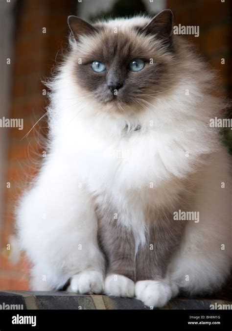 A Birman Breed Cat With White Fur A Gray Masked Face And Bright Blue
