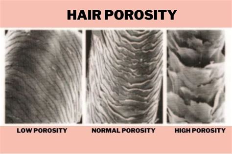 Science Of Hair Porosity All What You Need To Know