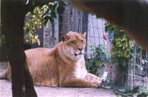 Hybrid Big Cats [ligers Tigons And More With Photos And Videos ] Our Planet