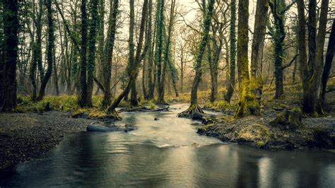 Forest River Trees 4k Hd Wallpapers Hd Wallpapers Id 32248