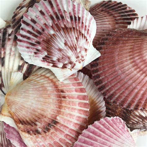 Purple Pecten Scallop Shells Seashells Shells Craft Etsy In 2021