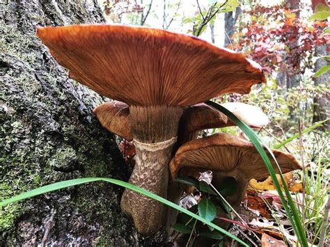 Honey Mushrooms Found In Northern Michigan Mycology
