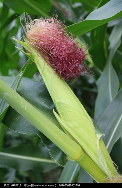 玉米穗高清图片下载红动网