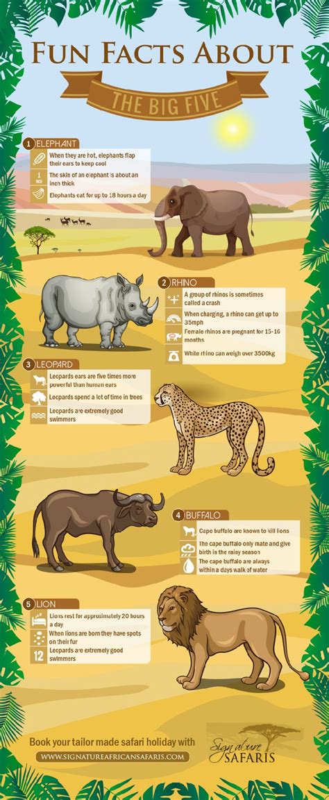 Facts About The Big Five In Africa Infographic Med Bilder