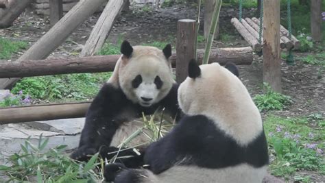 Panda Bear Eating Bamboo On The Ground Image Free Stock Photo