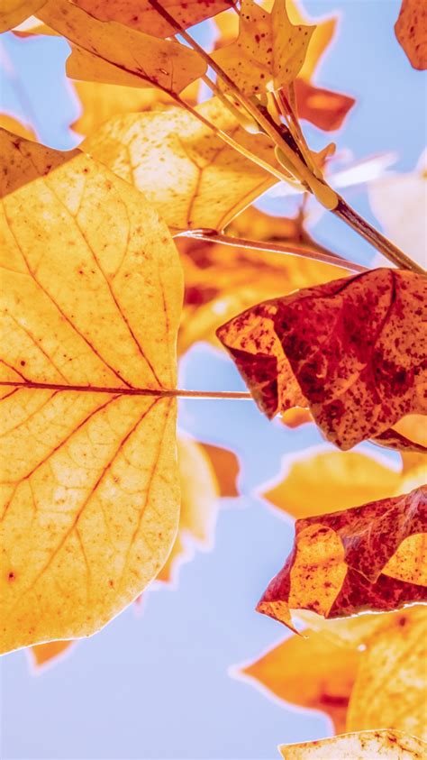 Download Wallpaper Best Autumn Leaves 750x1334