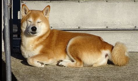 Information About Shiba Inu Dog Breed