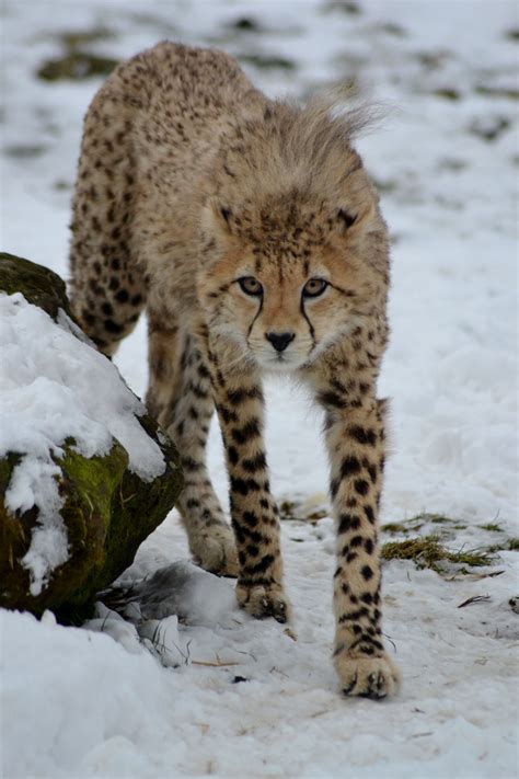 Cheetah Cub In The Snow Cheetah Cubs Cheetahs Lion Wildlife Pets