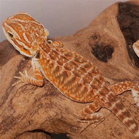 20 Bearded Dragon Morphs And Color Types Common To Rarest Breed