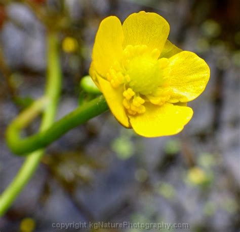 Photos And Characteristics Of Ranunculus Flabellaris ~ Yellow Water